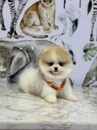 SHOW KALİTE POMERANİAN BOO YAVRULAR