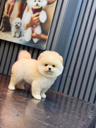 SHOW KALİTE POMERANİAN BOO YAVRU KÖPEKLER