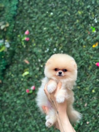 SHOW KALİTE POMERANİAN BOO YAVRULAR