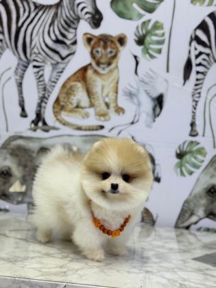 SHOW KALİTE POMERANİAN BOO YAVRULAR