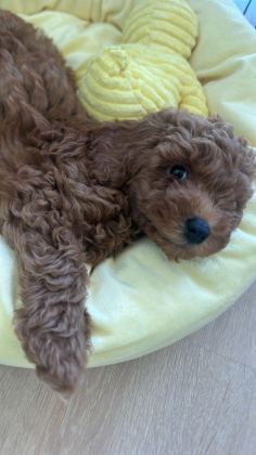 TOY POODLE ERKEK 2 AYLIK