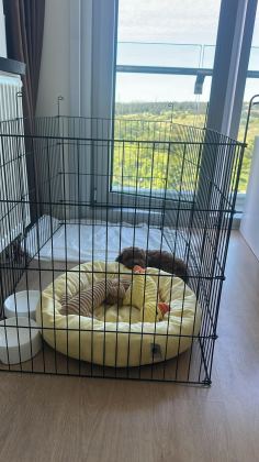 TOY POODLE ERKEK 2 AYLIK