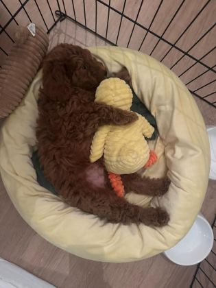 TOY POODLE ERKEK 2 AYLIK