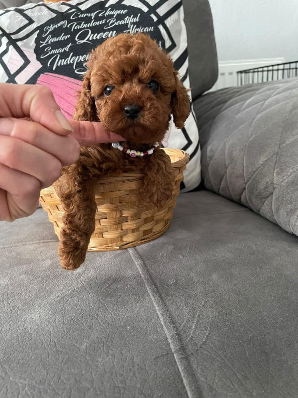 A KALİTE POODLE DİŞİLER