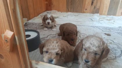 F3 MALTİPOO YAVRULAR