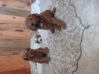 F3 MALTİPOO YAVRULAR