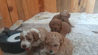 F3 MALTİPOO YAVRULAR