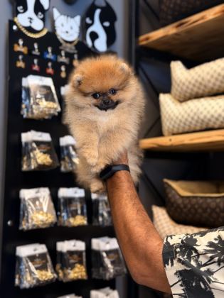MERSİN POMERANİAN BOO