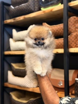 MERSİN POMERANİAN BOO