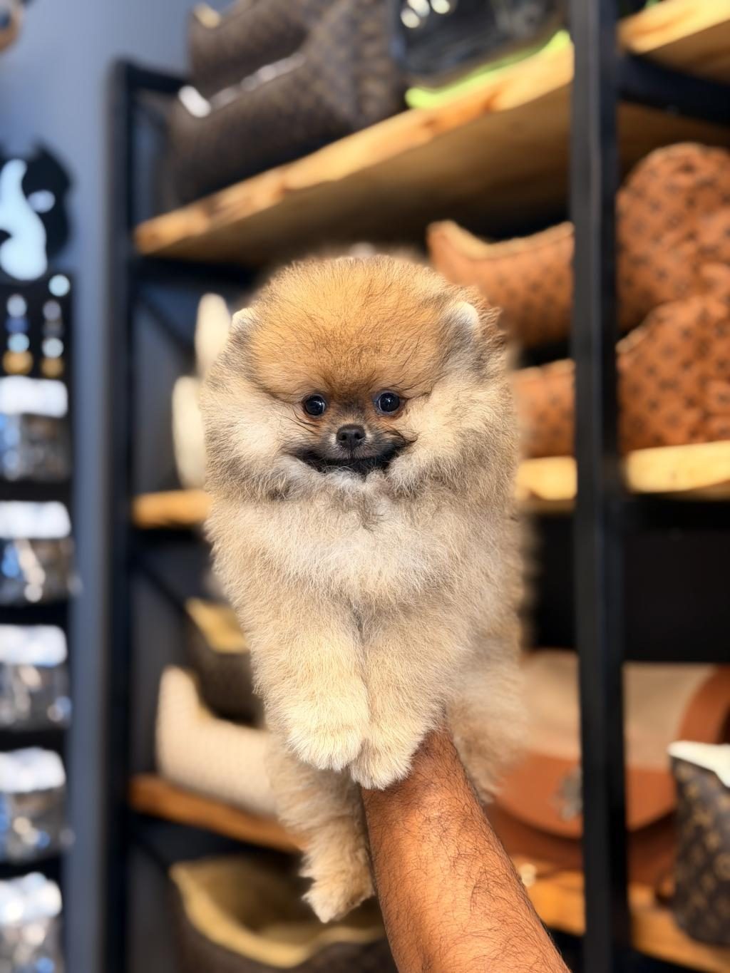 MERSİN POMERANİAN BOO