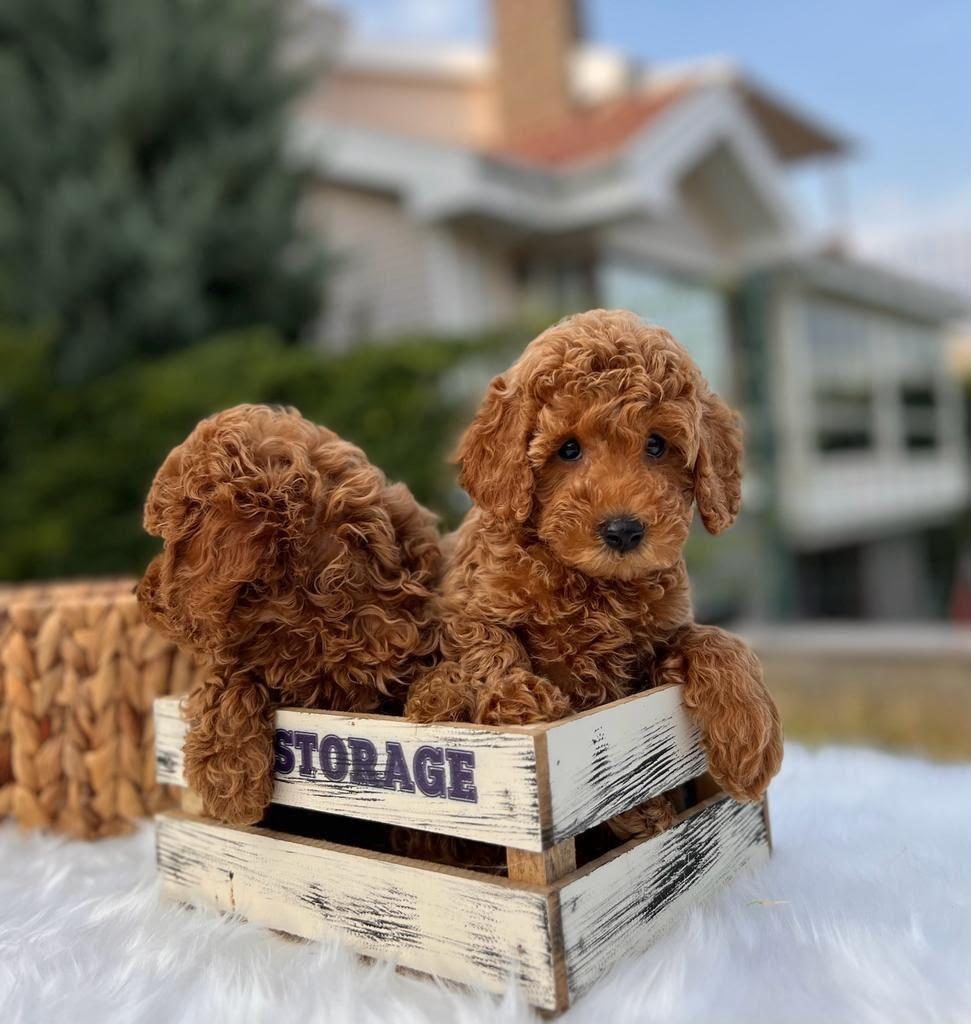SEVGİ TADINDA KORE TOY POODLE BEBEKLER
