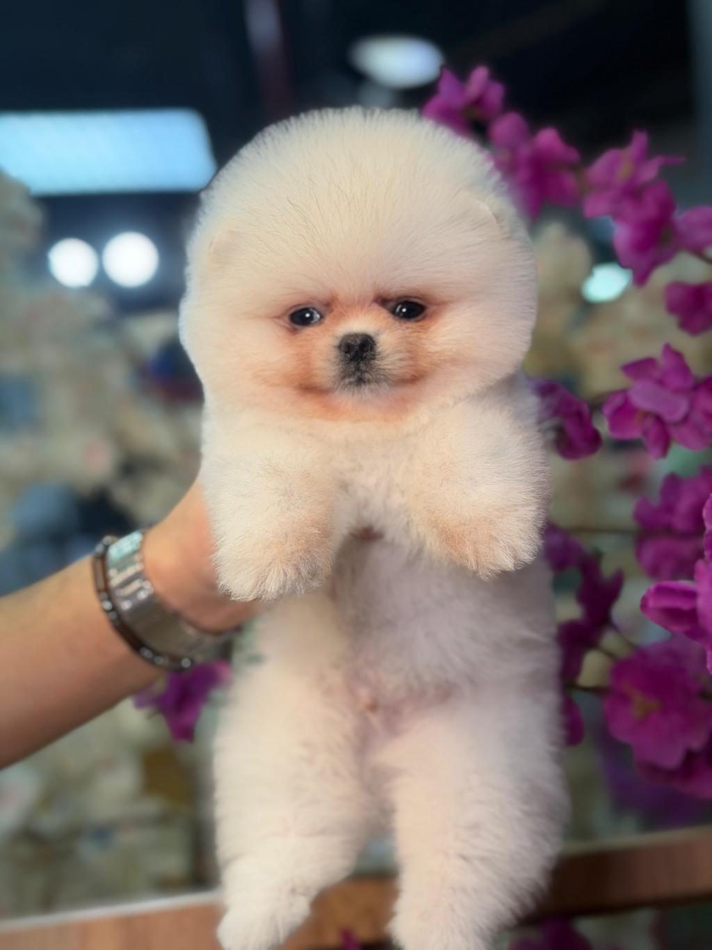 ANKARANIN TEK PET DANIŞMANLIĞI