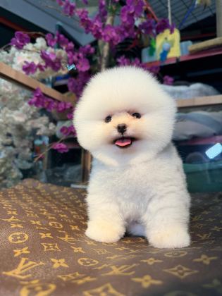 ÜNLÜLERİN TEK TERCİHİ ANKARQ PUPİES PETSHOP