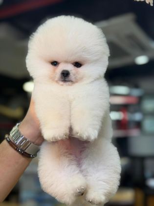 ÜNLÜLERİN TEK TERCİHİ ANKARQ PUPİES PETSHOP