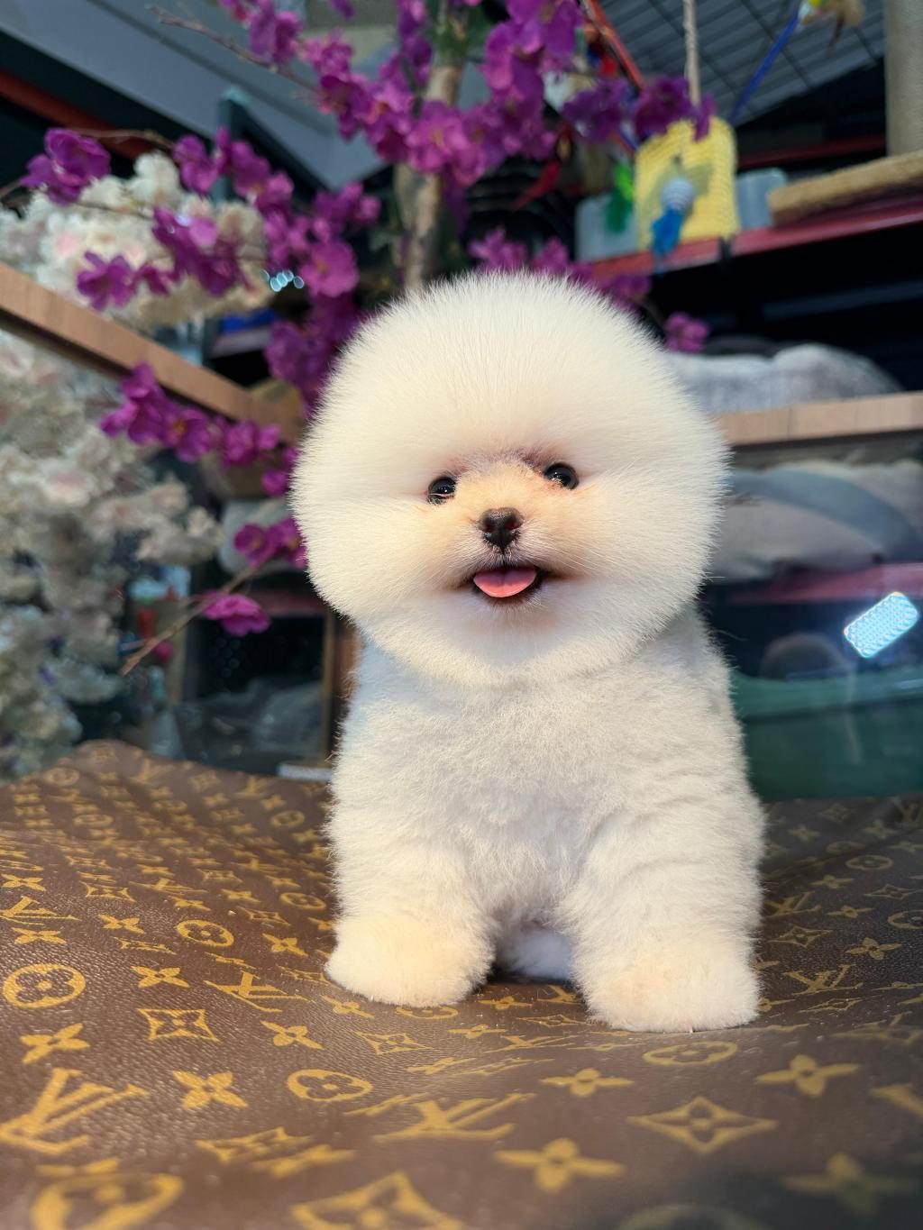 ÜNLÜLERİN TEK TERCİHİ ANKARQ PUPİES PETSHOP