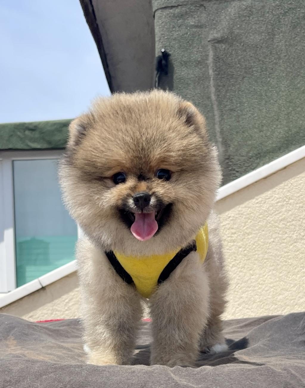 4 AYLIK DİŞİ RED BROWN TOY POODLE
