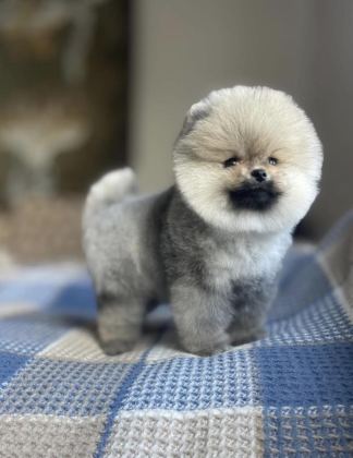 AYI SURAT POMERANİAN BOO YAVRULAR