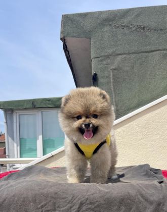 4 AYLIK DİŞİ RED BROWN TOY POODLE