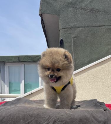 4 AYLIK DİŞİ RED BROWN TOY POODLE