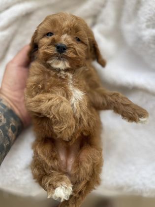 MALTİPOO YAVRULAR