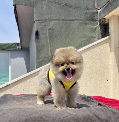4 AYLIK DİŞİ RED BROWN TOY POODLE