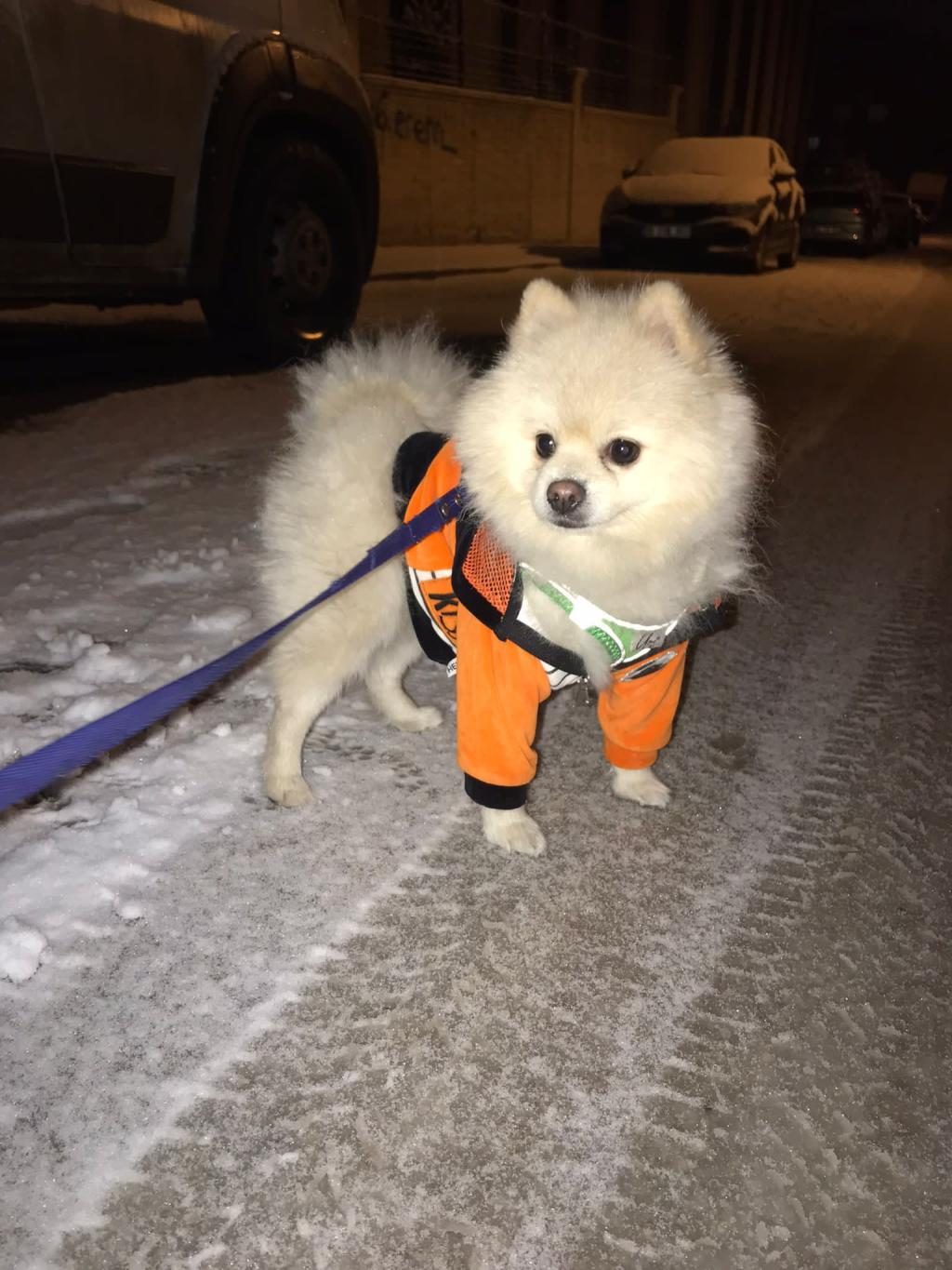 POMERANİAN BOO OĞLUMUZ