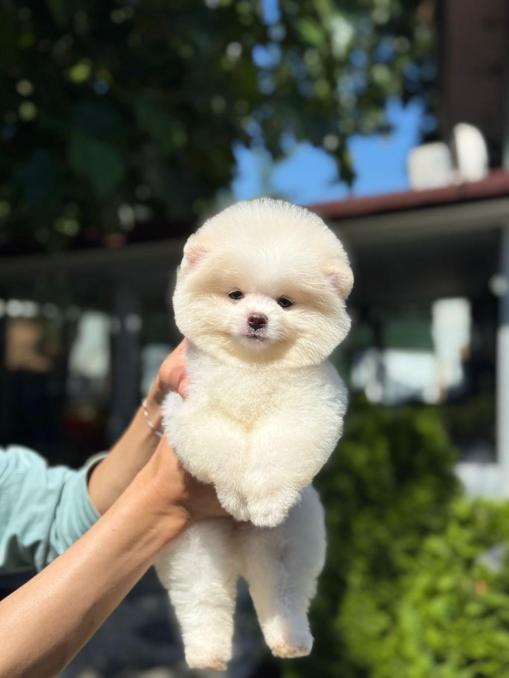 YAVRU POMERANİAN BOO YAVRULARIMIZ