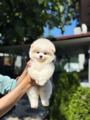 YAVRU POMERANİAN BOO YAVRULARIMIZ