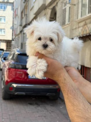 YAVRU MALTESE YAVRULARIMIZ