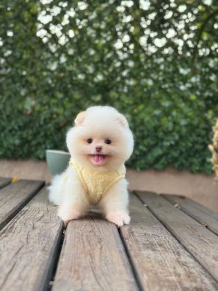 YAVRU POMERANİAN BOOLARI