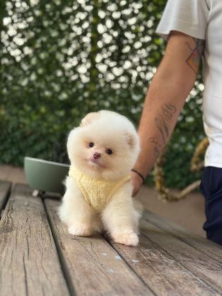 YAVRU POMERANİAN BOOLARI