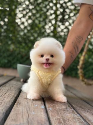 YAVRU POMERANİAN BOOLARI