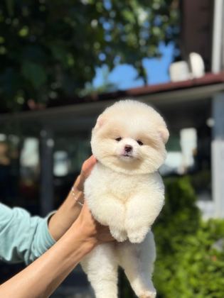 YAVRU POMERANİAN BOO YAVRULARIMIZ