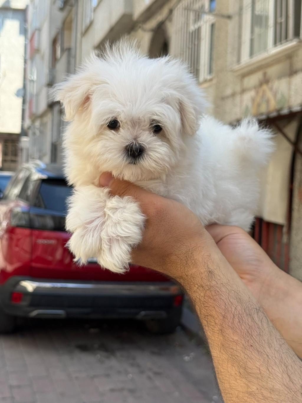 YAVRU MALTESE YAVRULARIMIZ