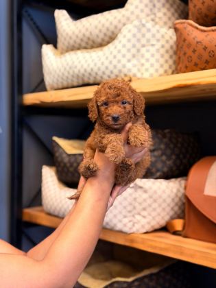 TOY POODLE AYARINDA MALTİPOO