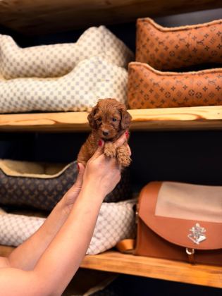 TOY POODLE AYARINDA MALTİPOO