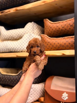 TOY POODLE AYARINDA MALTİPOO