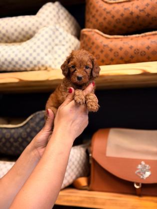TOY POODLE AYARINDA MALTİPOO