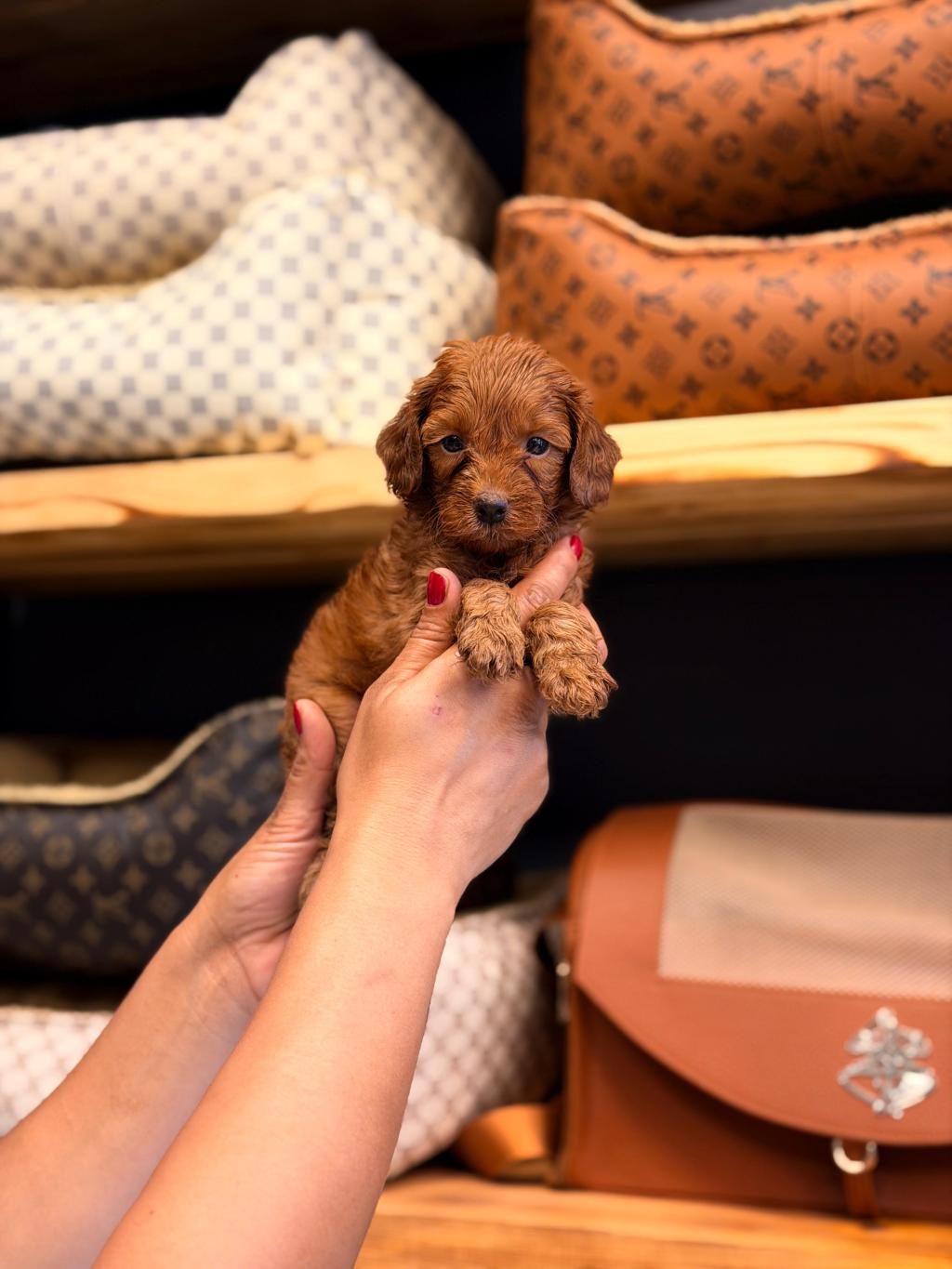 TOY POODLE AYARINDA MALTİPOO