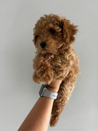 TEACUP DİŞİ KORE POODLE