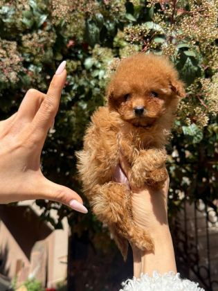 TEACUP DİŞİ KORE POODLE MERSİN SUSANOĞLU