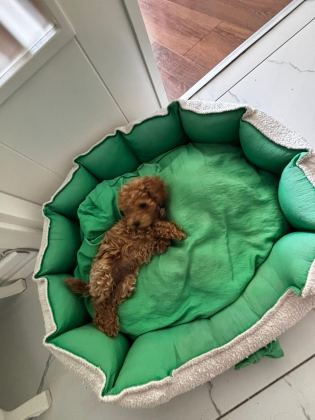 TEACUP DİŞİ KORE POODLE