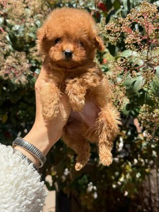 TEACUP DİŞİ KORE POODLE MERSİN SUSANOĞLU