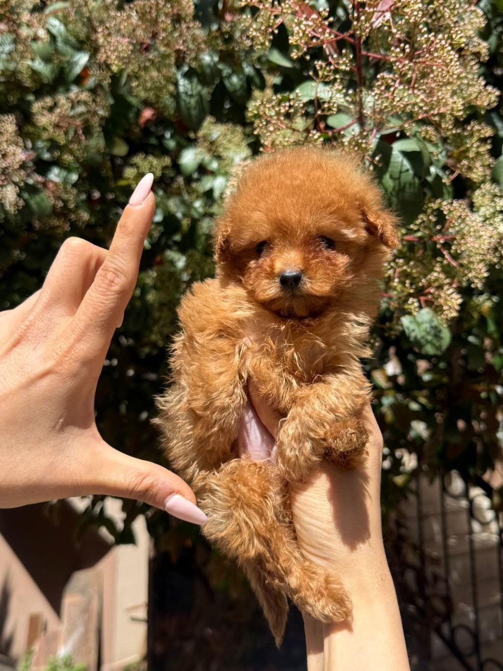 TEACUP DİŞİ KORE POODLE MERSİN SUSANOĞLU
