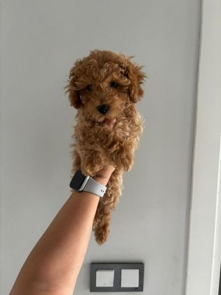 TEACUP DİŞİ KORE POODLE