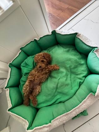 TEACUP DİŞİ KORE POODLE