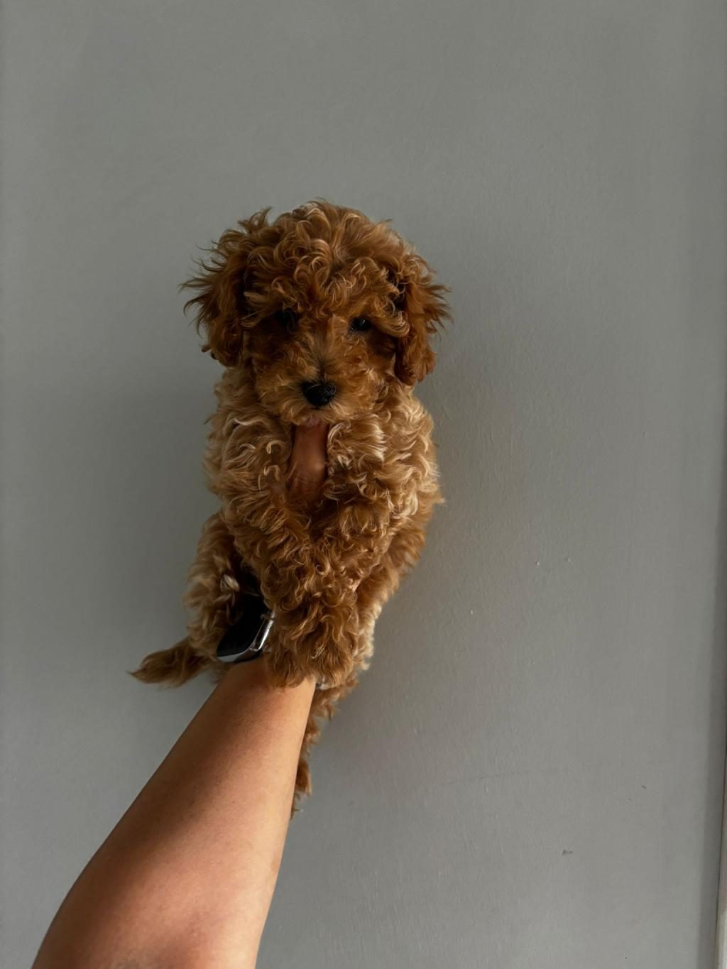 TEACUP DİŞİ KORE POODLE