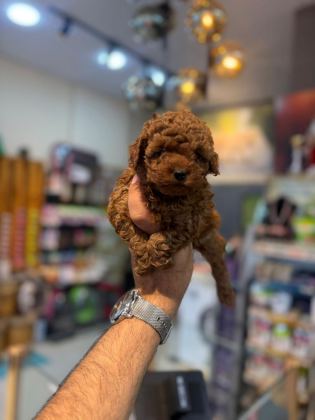 TOY POODLE MİNİKLER