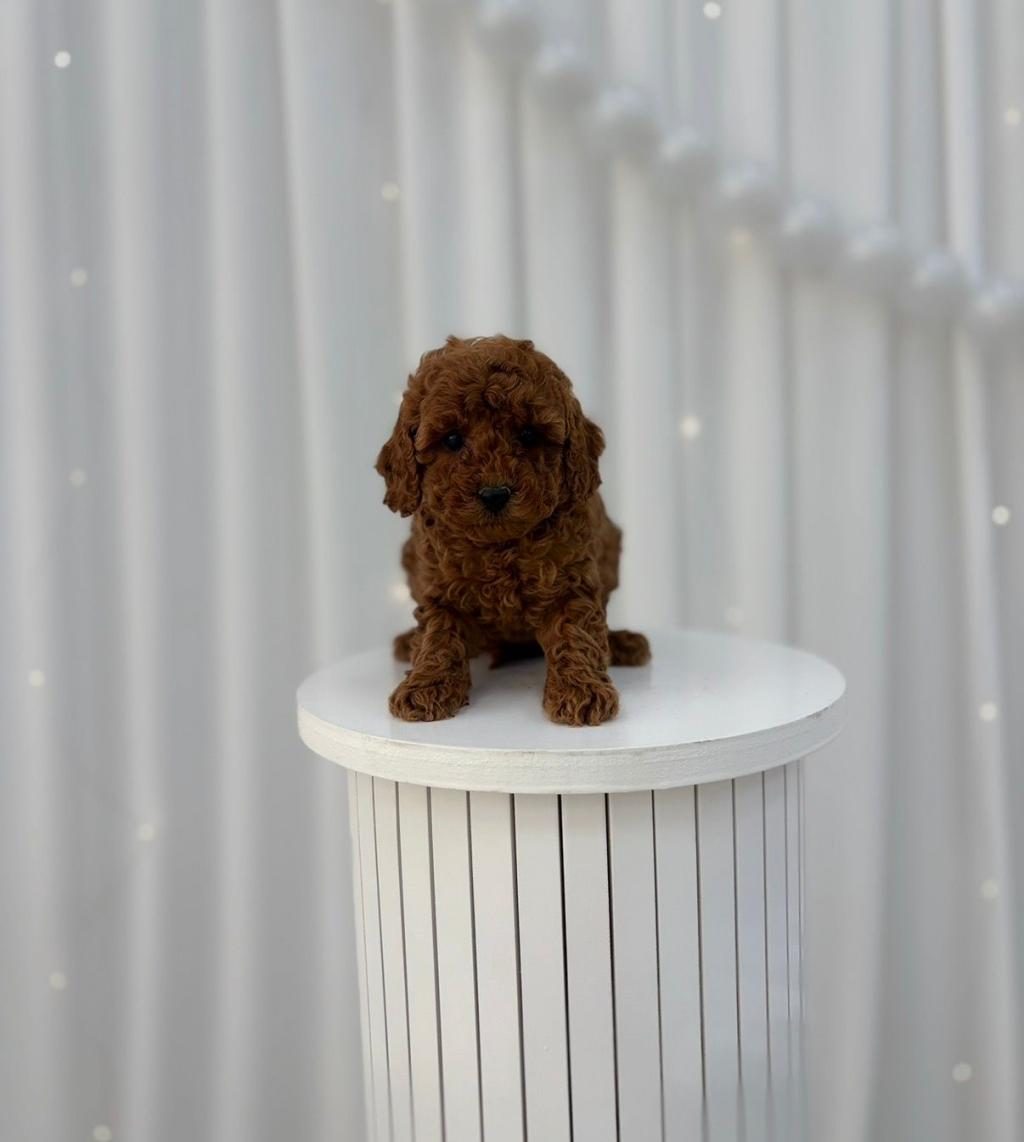 TOY POODLE MİNİKLER