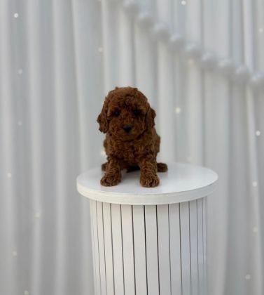 TOY POODLE MİNİKLER